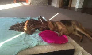 Injured Fawn Comforted by Loving Dog