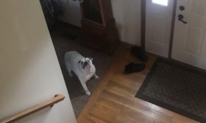 Tossed Treat Slaps on Dog's Back Fat