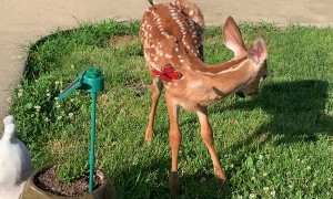 Bambi Plays with Solar Powered Butterfly