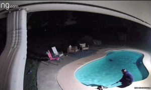 Midnight Armadillo Rescue