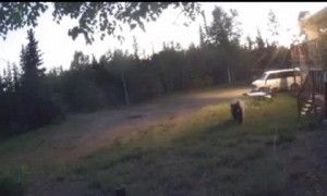 Brown Bear and Her Cubs Chasing Moose