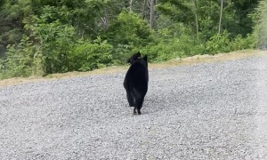 Bear Family Visits Human Family on Vacation