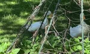 Duck Confused by Brothers New Arms