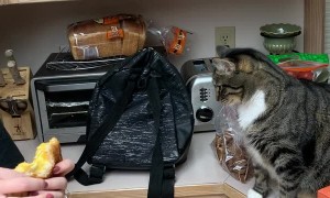 Cat Fascinated by Grilled Cheese Sandwich