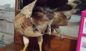 Bird Goes Beak-to-Beak with Mirror