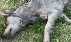 Doggy Dives Into Deep Mud Puddle