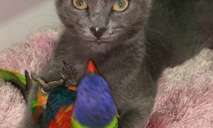 Kitty and Bird Enjoy Unlikely Cuddles
