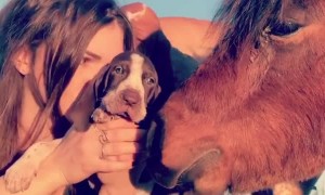 Animal Family Comes in For Kisses