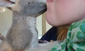 Baby Kangaroo Gives Lady Kisses