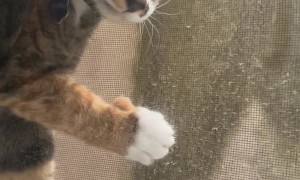 Daisy the Cat gets Stuck in Window