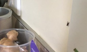 Molly the NZ Mantis Catching Fly