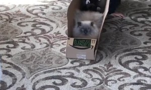 House Cat Tries Out for Bobsled Team