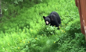 Playful Bear Practices Charging on Grass