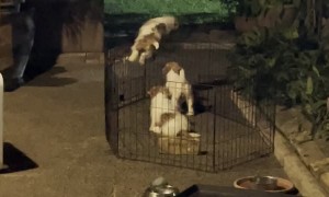 Jack Russell Puppies Escape Pen