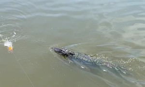Gator Follows Fisherman's Popping Cork Closely