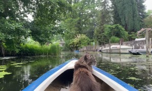 Kayaking Kitty Goes for Calm Ride in the Rain