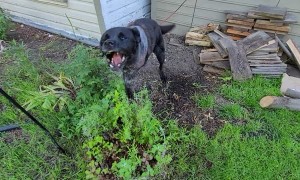 Dog That Lost Leg to Cancer is Back to Chomping at Water