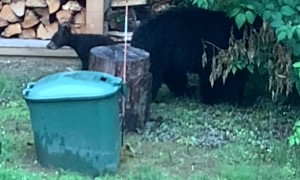 Vermont’s 3-Legged Mama Bear Teaches Her Cubs