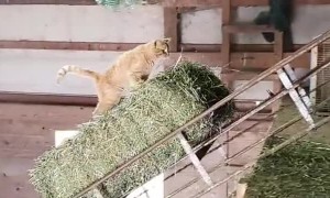 Courageous Cat Goes for Hay Ride