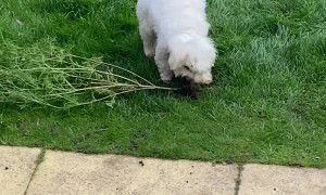 Fluffy Pup Helps with Gardening