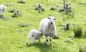 Lamb Sprints Toward Sweet Reunion With Mother