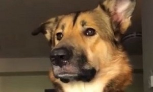 Clever Dog Figures Out Simple Solution To Not Bark As Loud