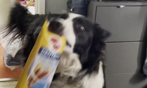 Doggy Fetches Treats for Himself