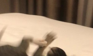 Peanut the Cat Somersaults After Trying on Harness