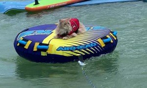 Maine Coon Cat Gently Pulled on a Tube