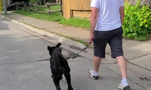Excited Labradoodle Leaps Like a Bunny