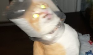 Cat Caught with Head in Cookie Jar