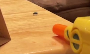 Salt Gun Fully Sends Fly