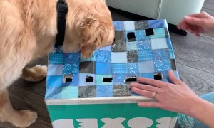 Clever Dog Wins the Hotdog Game at a Cost