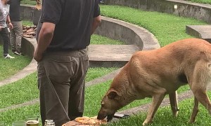 Sneaky Pup Snags Pizza