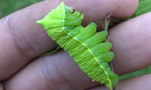 Caterpillar Reacts to Touch With a Squeak