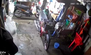 Oblivious Man Steps on Sneaky Snake in Garage