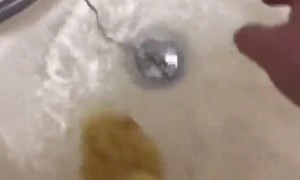 Duckling Refuses to Leave Bathtub