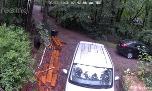 Mother Bear Defends Triplets From Dog