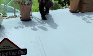 Yearling Bear Visits Local Patio