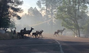 Arizona Elk Herd Flees from Fire