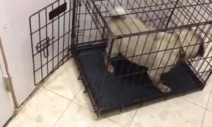 Pug of Habit Can't Operate Slightly Turned Crate