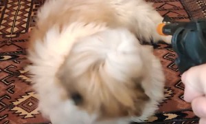 Little Shih Tzu Nails the Play Dead Trick