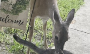 Mama Deer Takes Wild Kitty as Her Own