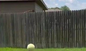 Extremely talented dog shows off balancing skills