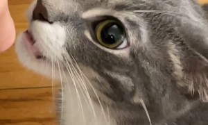 Claw Hand Has Cat Curious