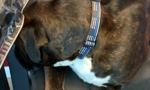 Doggy Is Still Upset about Owner's Vacation