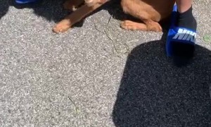 Dog Sniffs and then Snags a Baby Bird