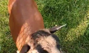 Goats Cronch on Tasty Chips