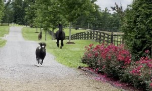 String of Horses Gallop Down Country Road