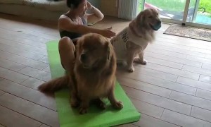 Big Happy Dogs Help Out With Workout